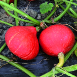 Red kuri squash Rotorua F1 BIO