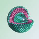 Applied R&D in Nanomedicine