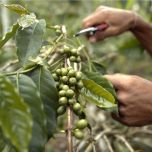 MONGOOSE COFFEE ROBUSTA