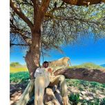 Unforgettable Tanzania Safari Experience