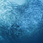 Maris DHA Omega-3 Fish Powder