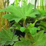 Plantes de rives et berges