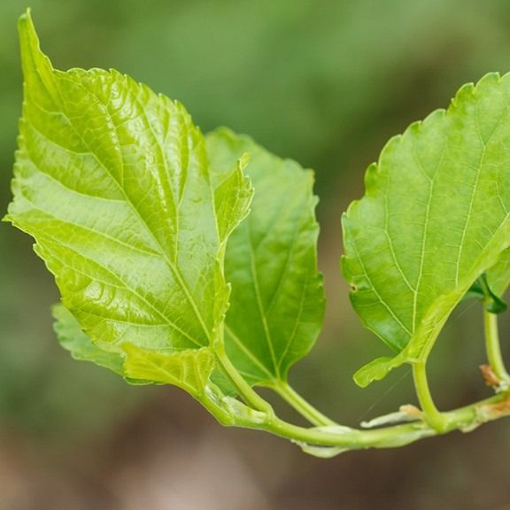 Mulberry Leaf Extract