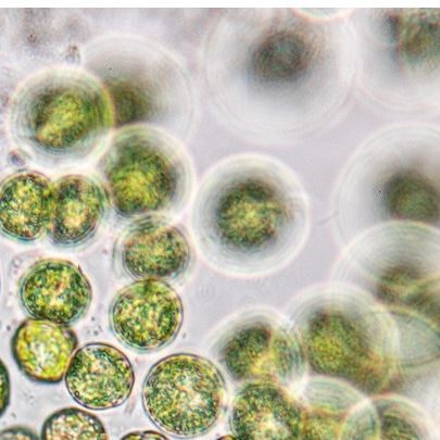 Vegan Maris DHA Algal Oil, plant-based Omega-3