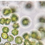 Vegan Maris DHA Algal Oil, plant-based Omega-3