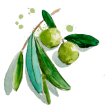 MEDITEANOX®: OLIVE FRUIT EXTRACT