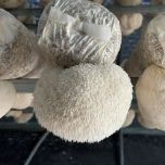 Organic Lion's Mane (Hericium erinaceus) Powder