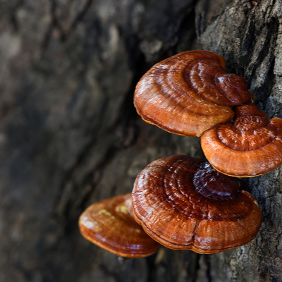 Reishi (Ganoderma lingzhi) Mushroom Mycelium