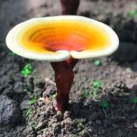 Organic Reishi (Ganoderma lucidum) Extract 15:1