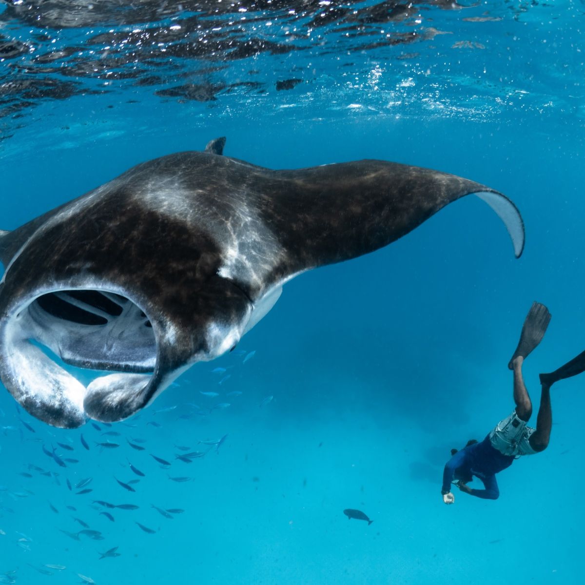 Dhigufaru Experiences