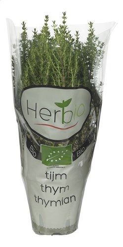 Thym