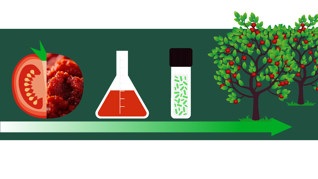 De la valorisation de drêches industrielles de fruits (tomates) vers la protection des plantes