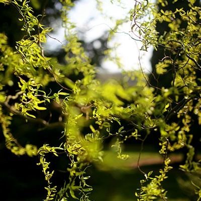 White Willow Bark Extract