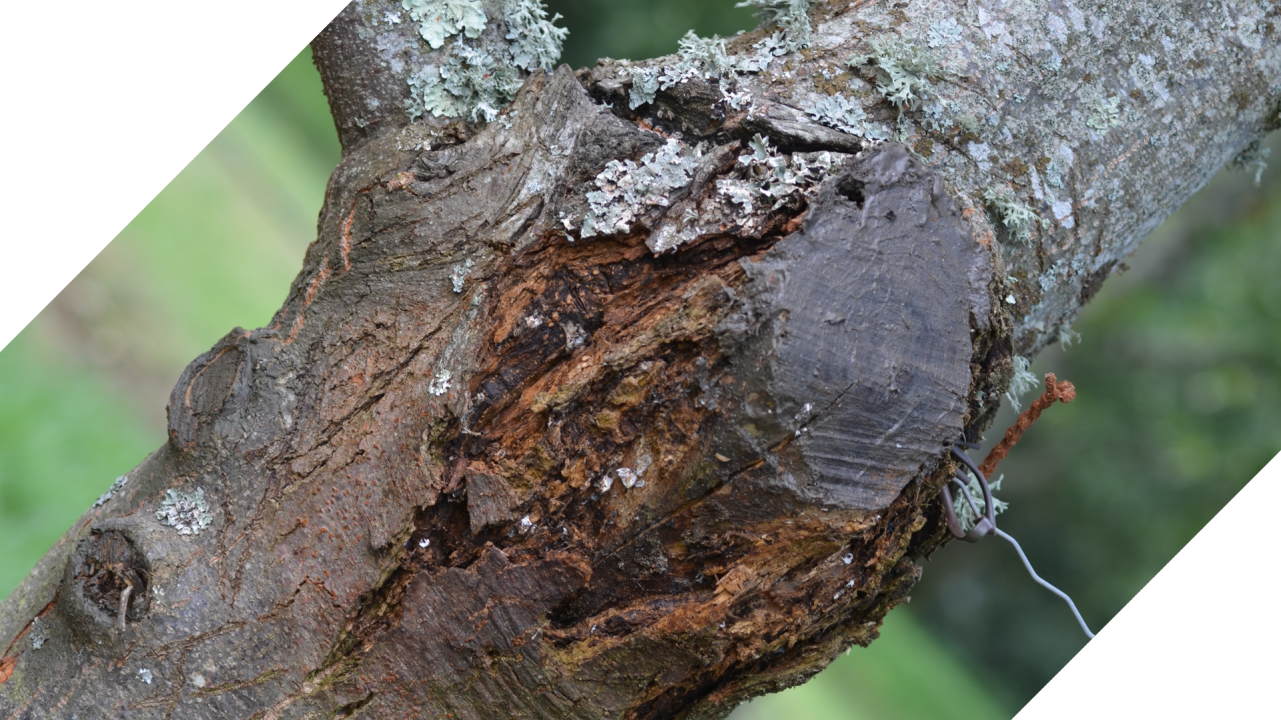 Lutte contre le chancre en châtaignier