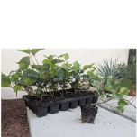 Production Arbustes et vivaces pour les paysagistes en Godets et Plaques