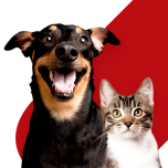 Medicar Pet - Telemedicina Veterinária