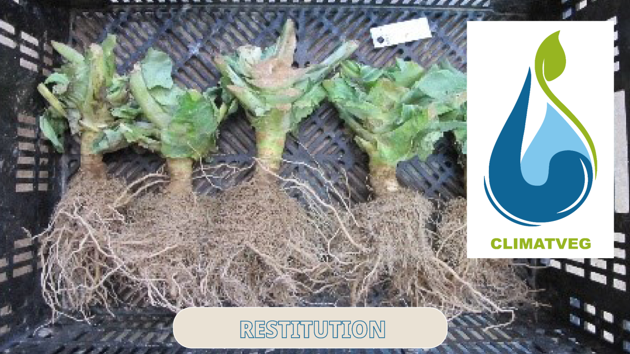 Limiter l’impact du stress hydrique sur la production de choux fleurs à travers la sélection de variétés à systèmes racinaires adaptés
