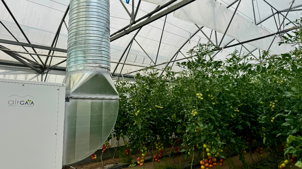 Déshumidification active en culture de tomate sous abris froids : effets sur le microclimat et les performances agronomiques