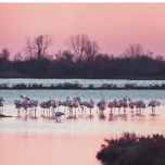 CONSORZIO GRADO TURISMO