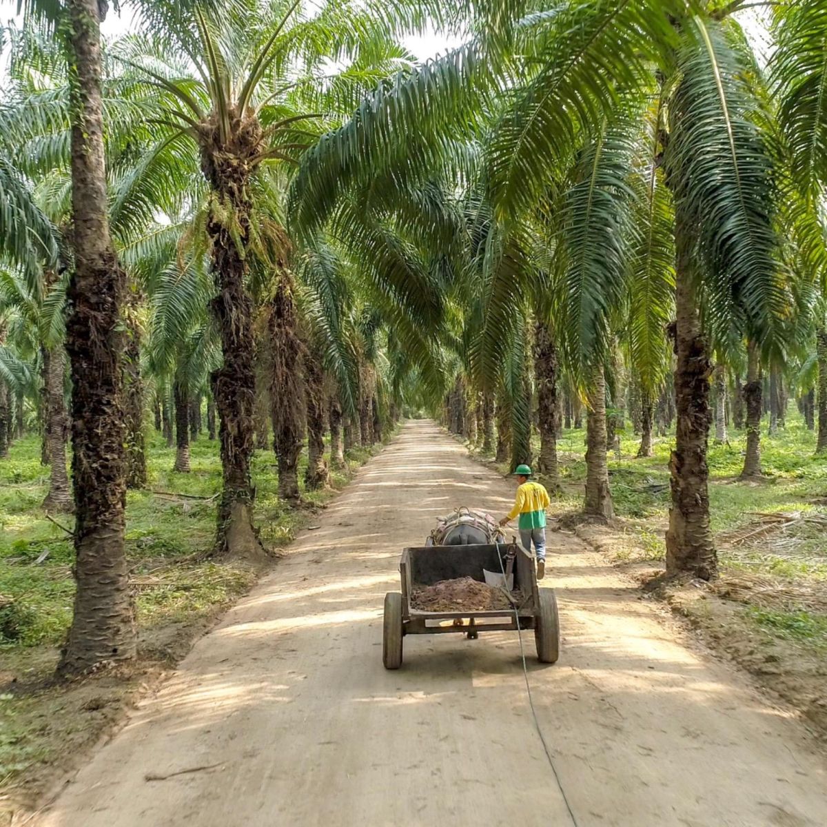 Daabon Group Ranks as the World's Leading Sustainable Palm Oil Producer for the Seventh Consecutive Year