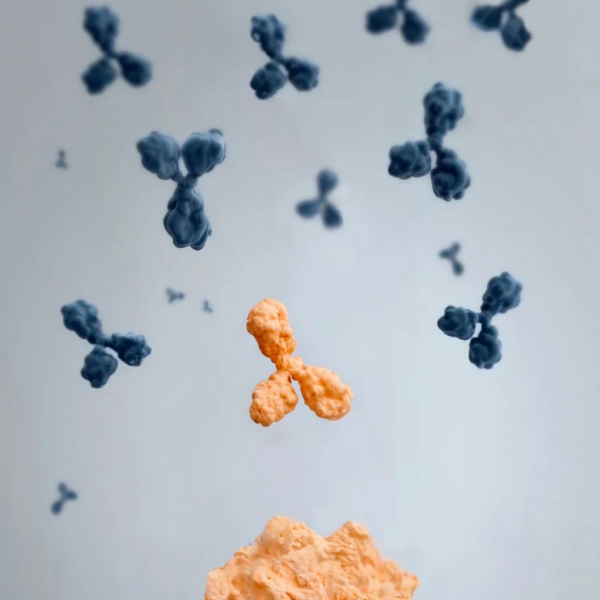 Custom antibody service