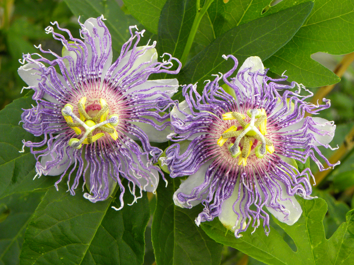 Passiflore incarnata Cooltropics® Eia Poppeïa®