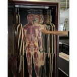 Digihuman HD Tomography 3D Printing Model ECDH-Int DP