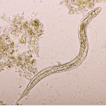STRONGYLOIDES IgG VIRCLIA® MONOTEST