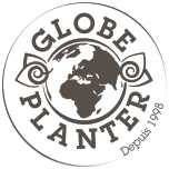 Cordyline australe Pink Star