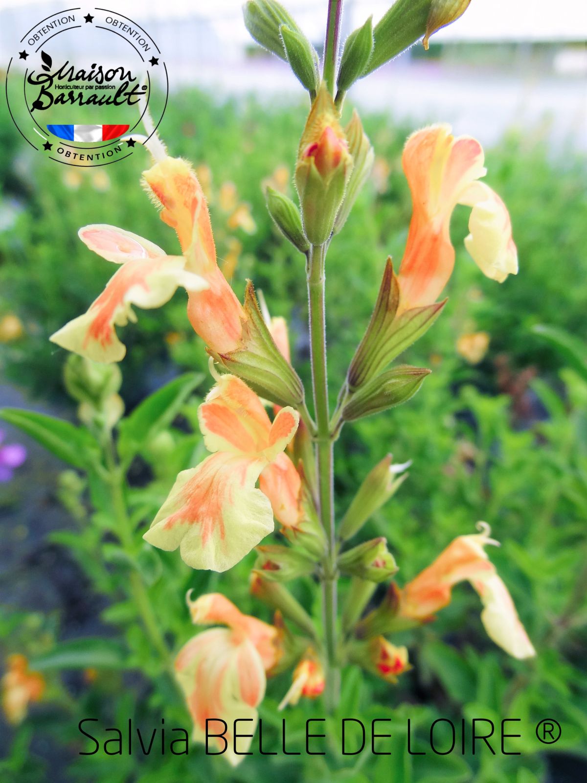 Sauge BELLE DE LOIRE