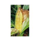 Maíz Dulce en grano y Mazorca