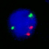 Fast Fluorescence in situ hybridization probe