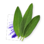 Cognivia : The Vegetal Nootropic