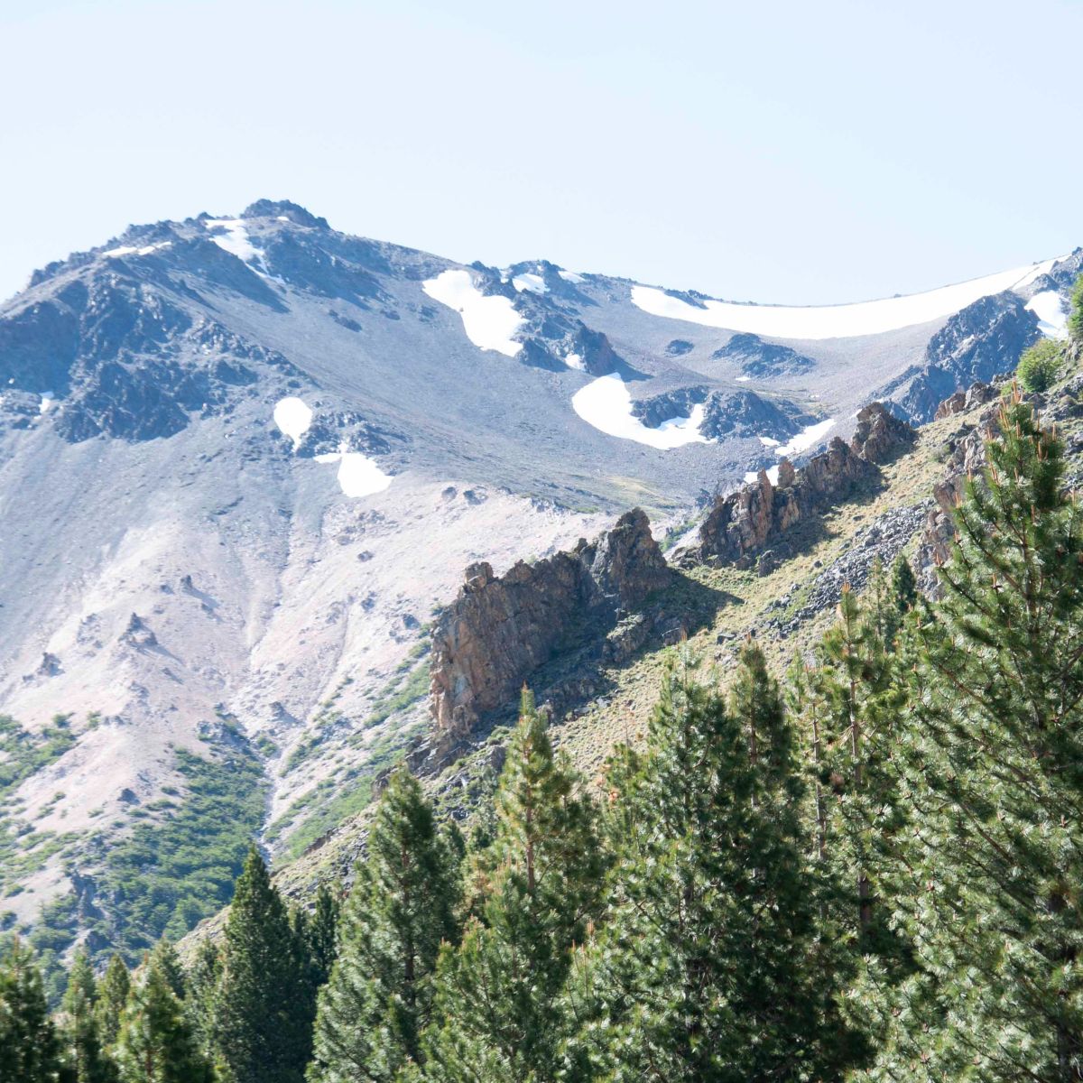 Patagonia Pine (Pinus ponderosa) essential oil