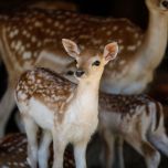 Immerse yourself in unforgettable outdoor adventures and family fun