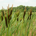 Plantes pour phytoépuration / lagunage