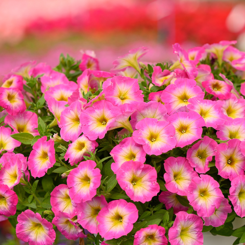 CAPELLA™ PINK MORN | Petunia hybrida
