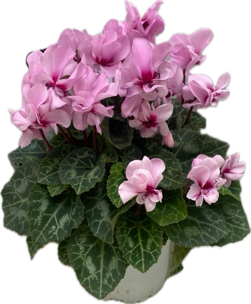 CYCLAMEN