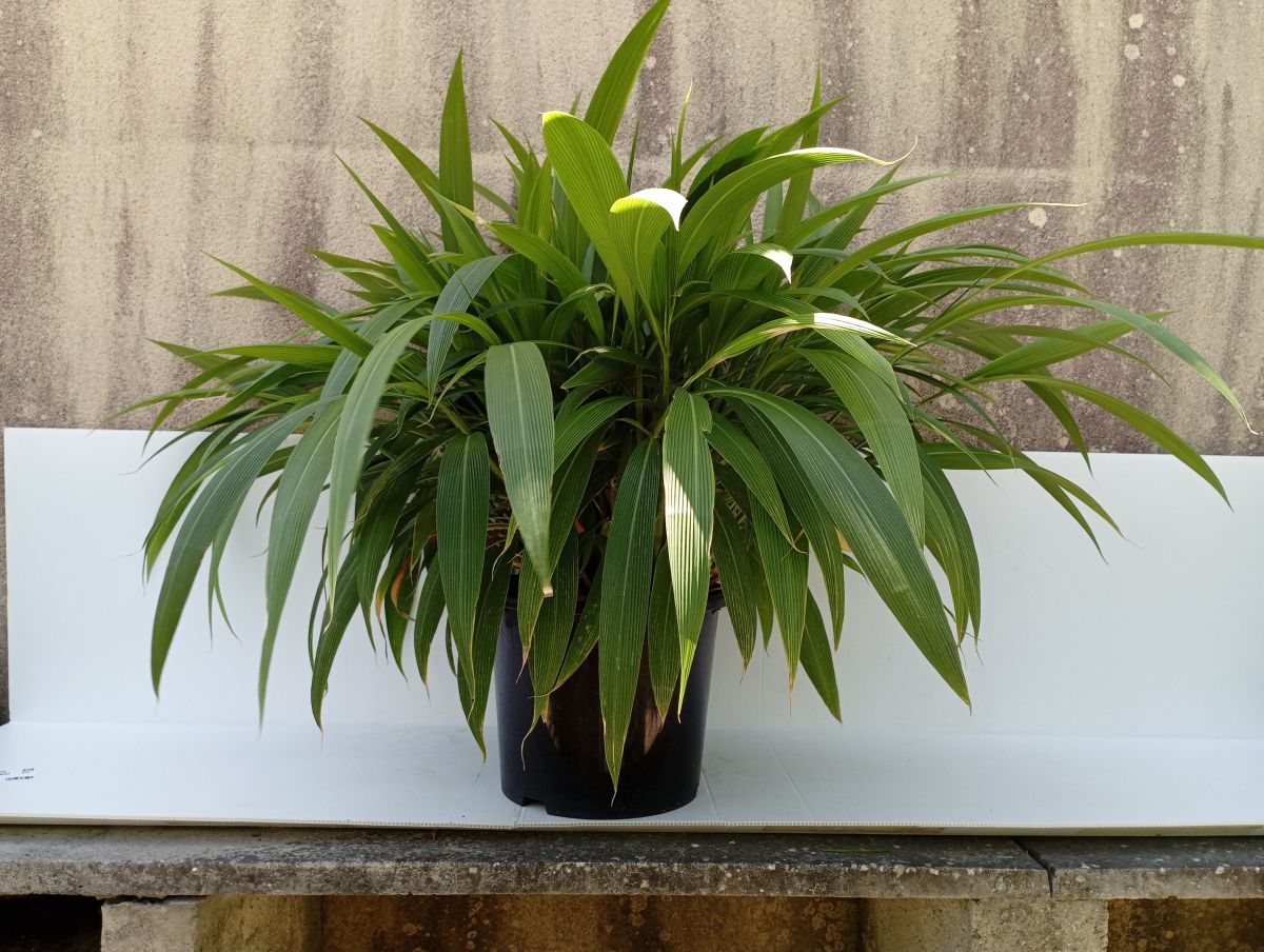 SETAIRE A FEUILLES DE PALMIER