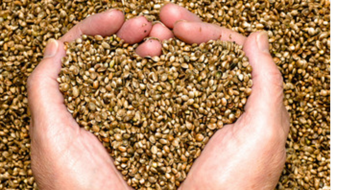 Les métiers de la filière semences : de la sélection à la distribution