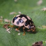 Propylea-System : notre nouvelle coccinelle pour lutter efficacement contre les pucerons