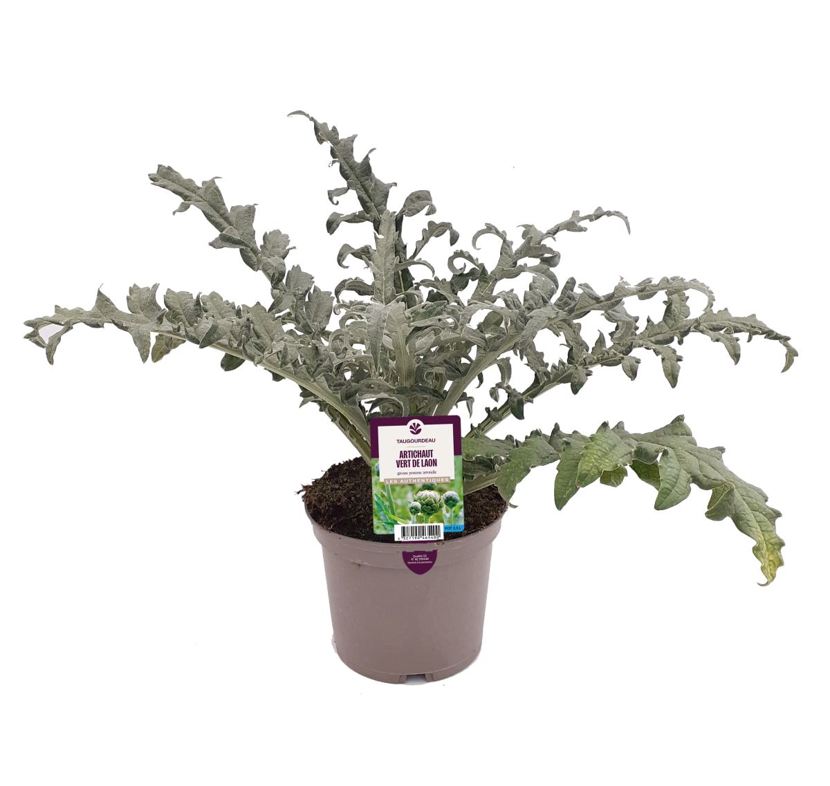 Artichaut gros vert de Laon