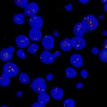 Fast Fluorescence in situ hybridization probe