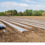 BIOPOLYANE INC SP MELON