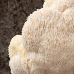 MycoThrive™ Lion's Mane