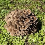 Organic Maitake (Grifola frondosa) Powder