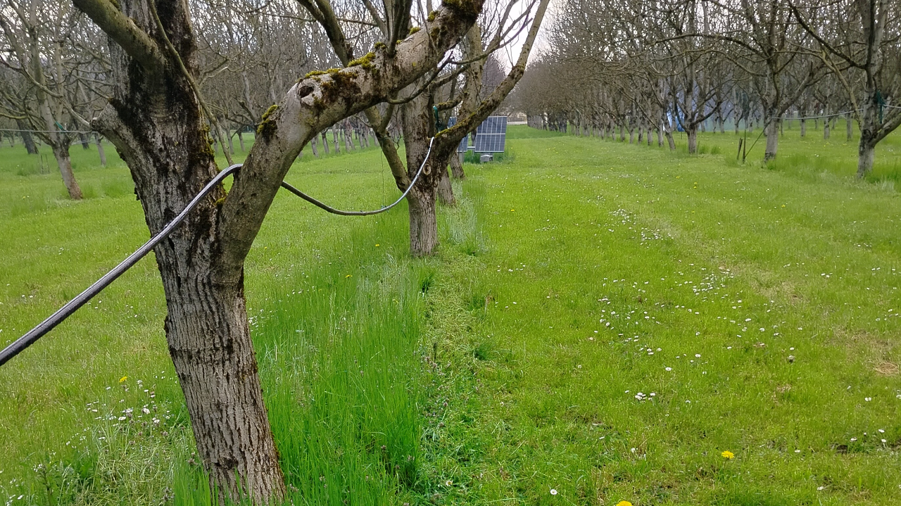 Enherbement sur le rang en verger : gestion, impacts et intérêts
