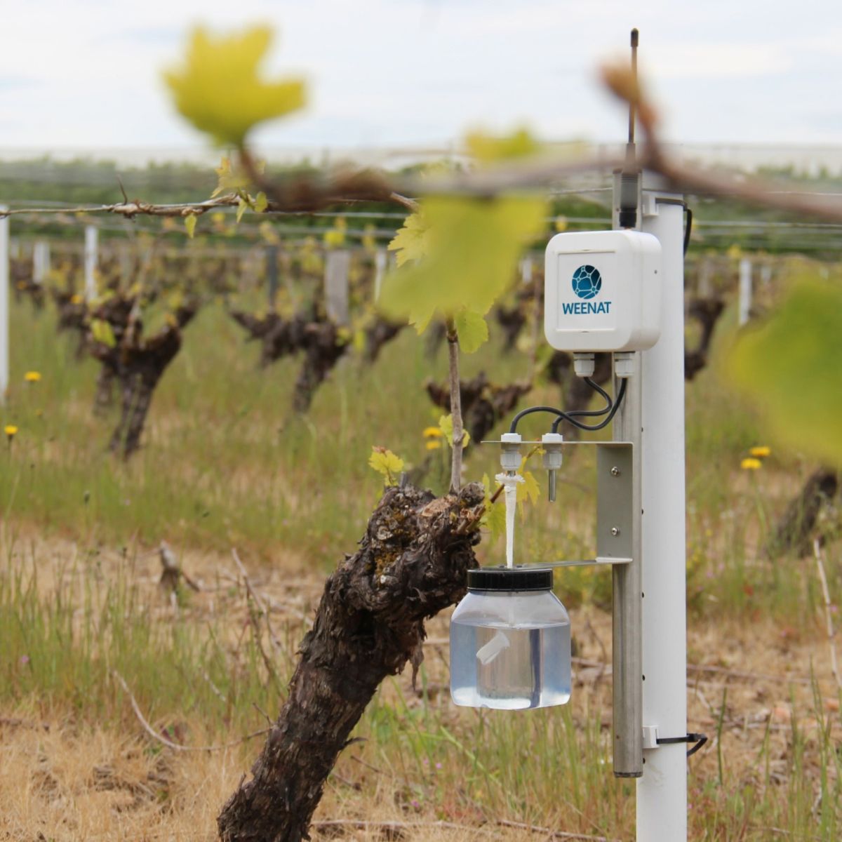 Capteur Gel connecté