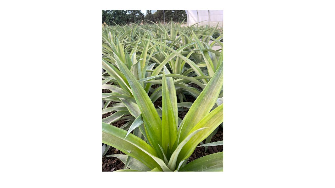 L'ananas, une innovation de rupture avec un développement possible sous serre ?