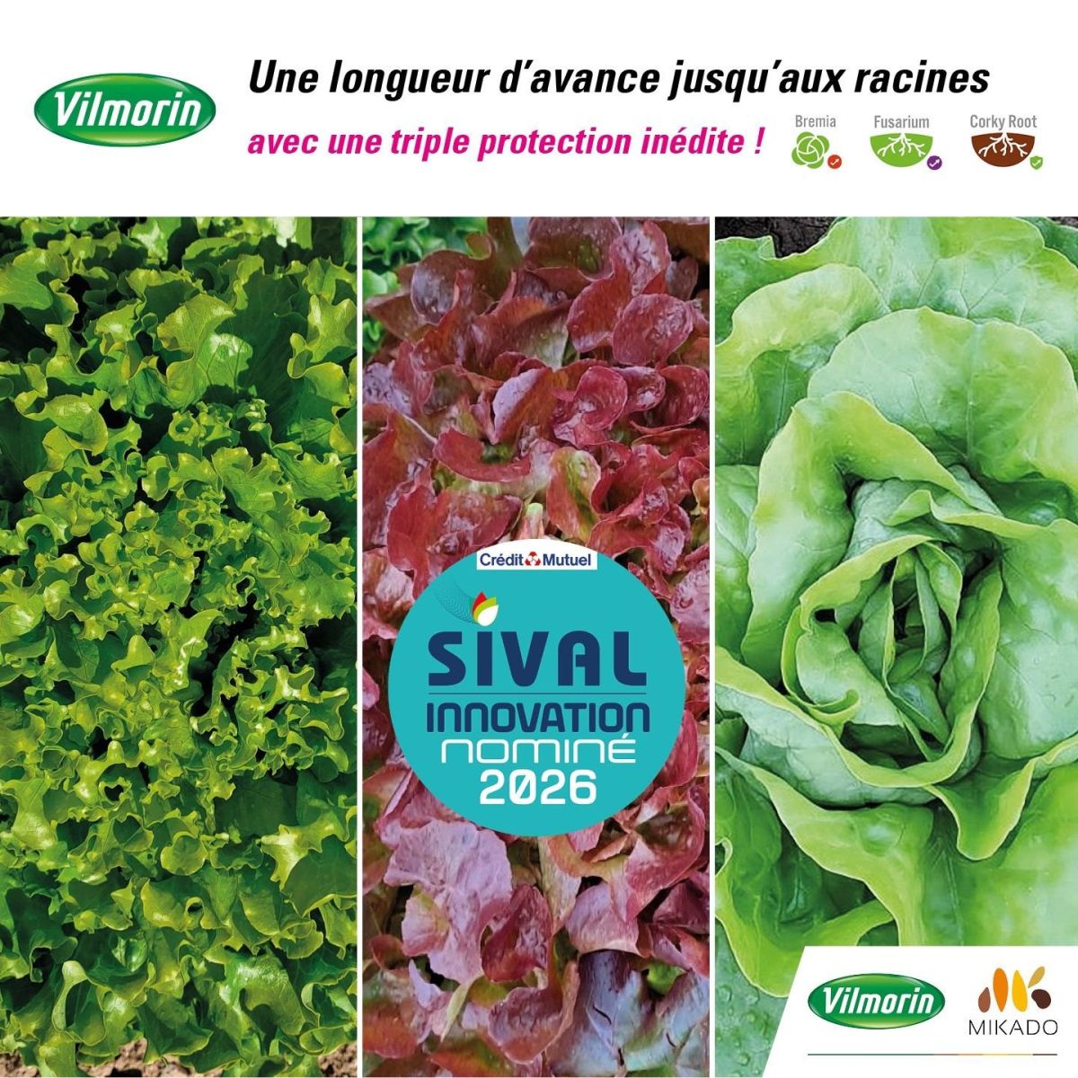 Gamme Laitues Résistantes au Corky Root